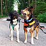 dog, outdoor, forest, road, harness, leash, trees, nature, animal, walking, pets, canine, two_dogs, black, brown, white, alert, standing, daylight, greenery