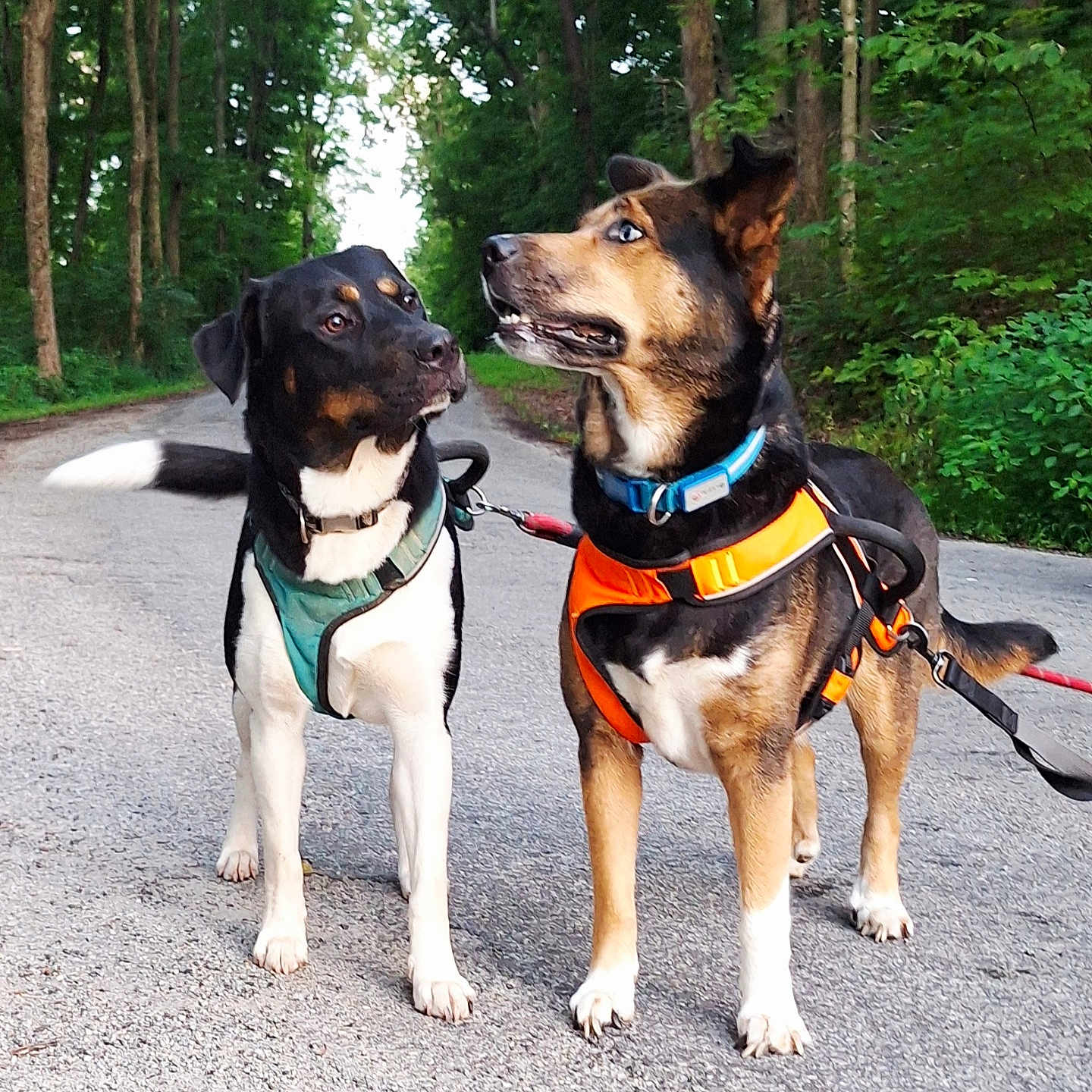 Skripiousnatty is registered to the contest to win money with this photo: alert, animal, black, brown, canine, daylight, dog, forest, greenery, harness, leash, nature, outdoor, pets, road, standing, trees, two_dogs, walking, white