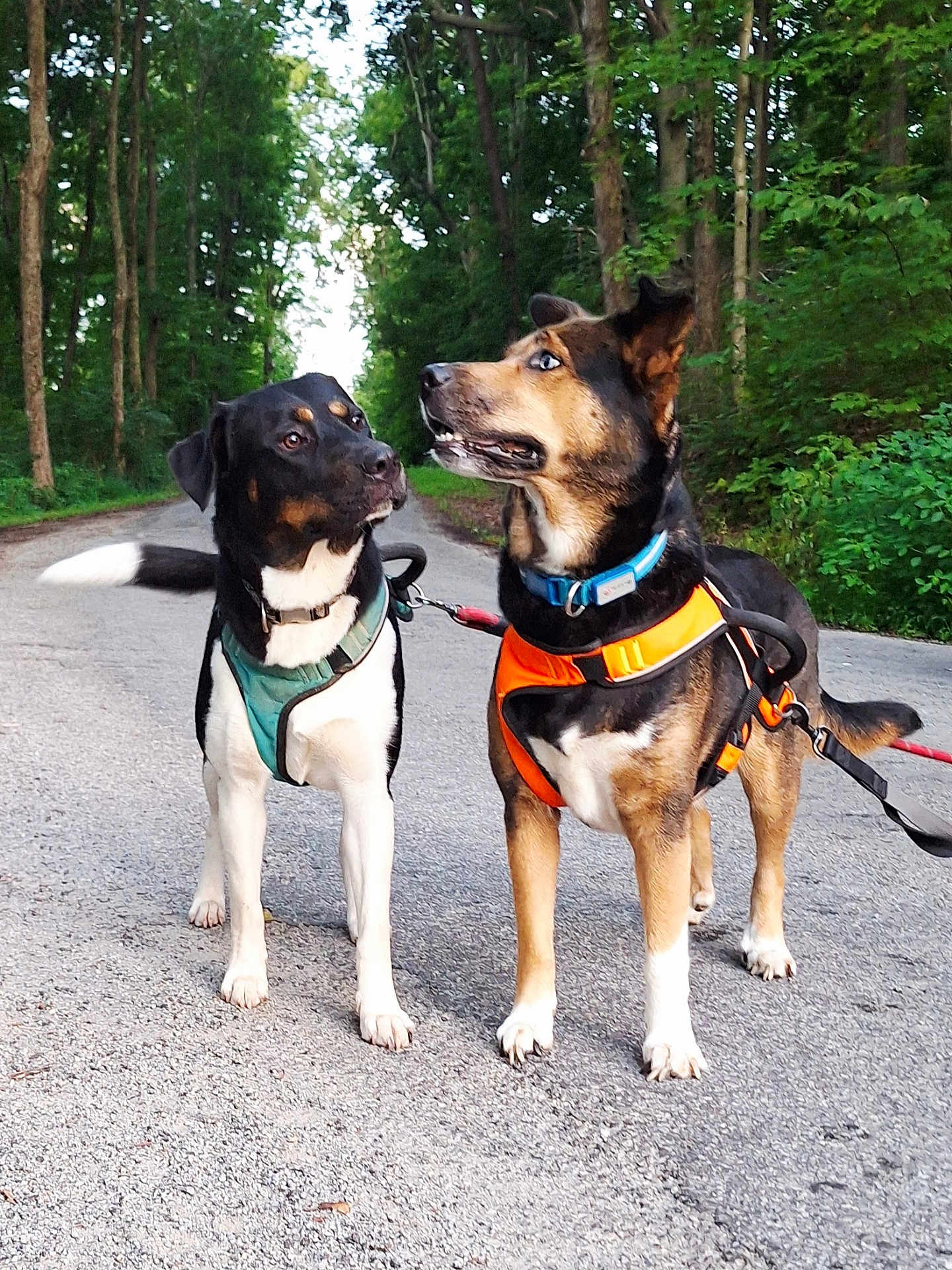 Skripiousnatty is registered to the contest to win money with this photo: dog, outdoor, forest, road, harness, leash, trees, nature, animal, walking, pets, canine, two_dogs, black, brown, white, alert, standing, daylight, greenery