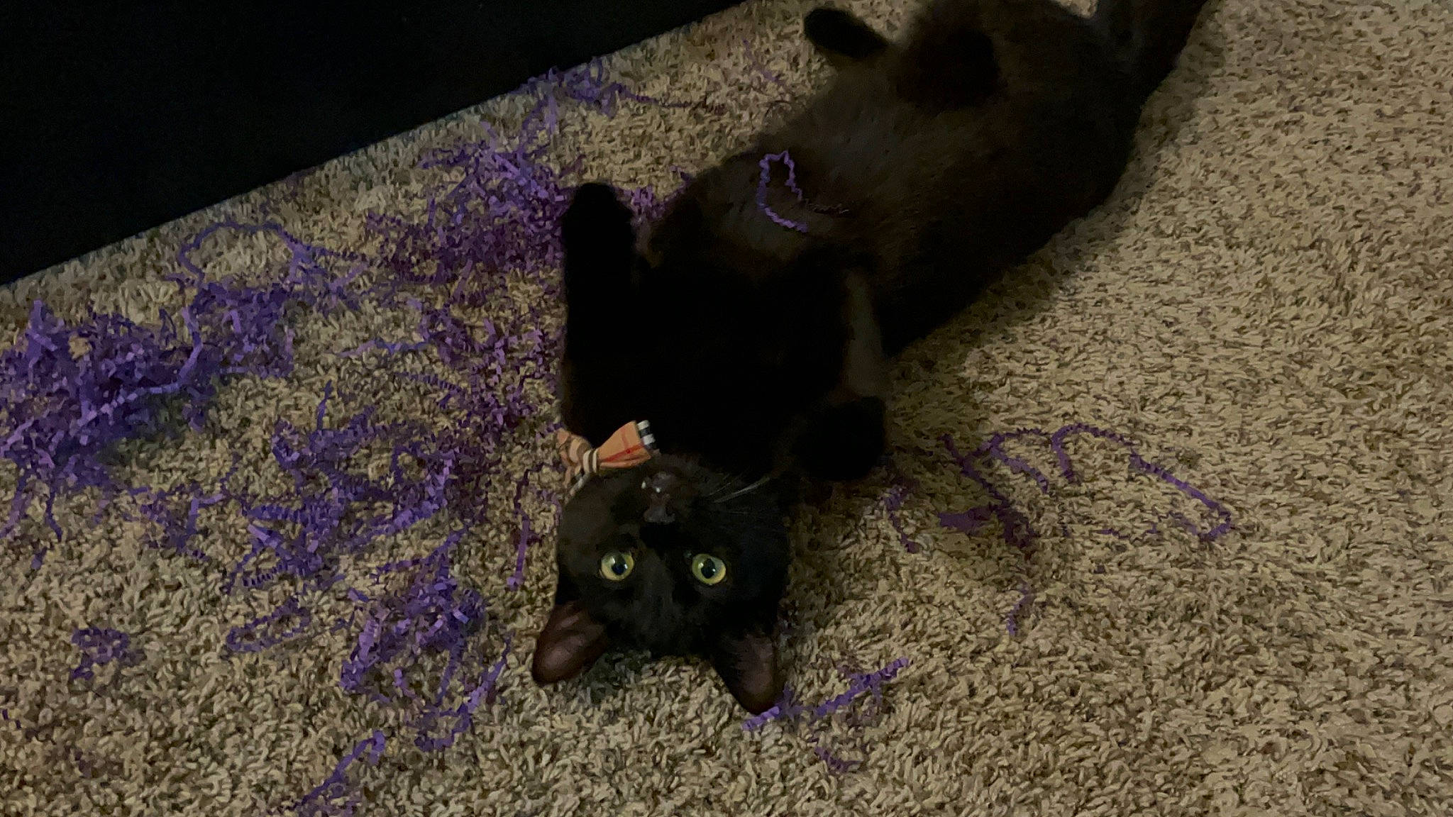 Bono joined the competition — help win amazing prizes! black_cat, bombay, carnivore, cat, claw, dog_breed, domestic_short_haired_cat, fawn, felidae, flooring, fur, liver, paw, petal, small_to_medium_sized_cats, soil, tail, terrestrial_animal, whiskers, working_animal