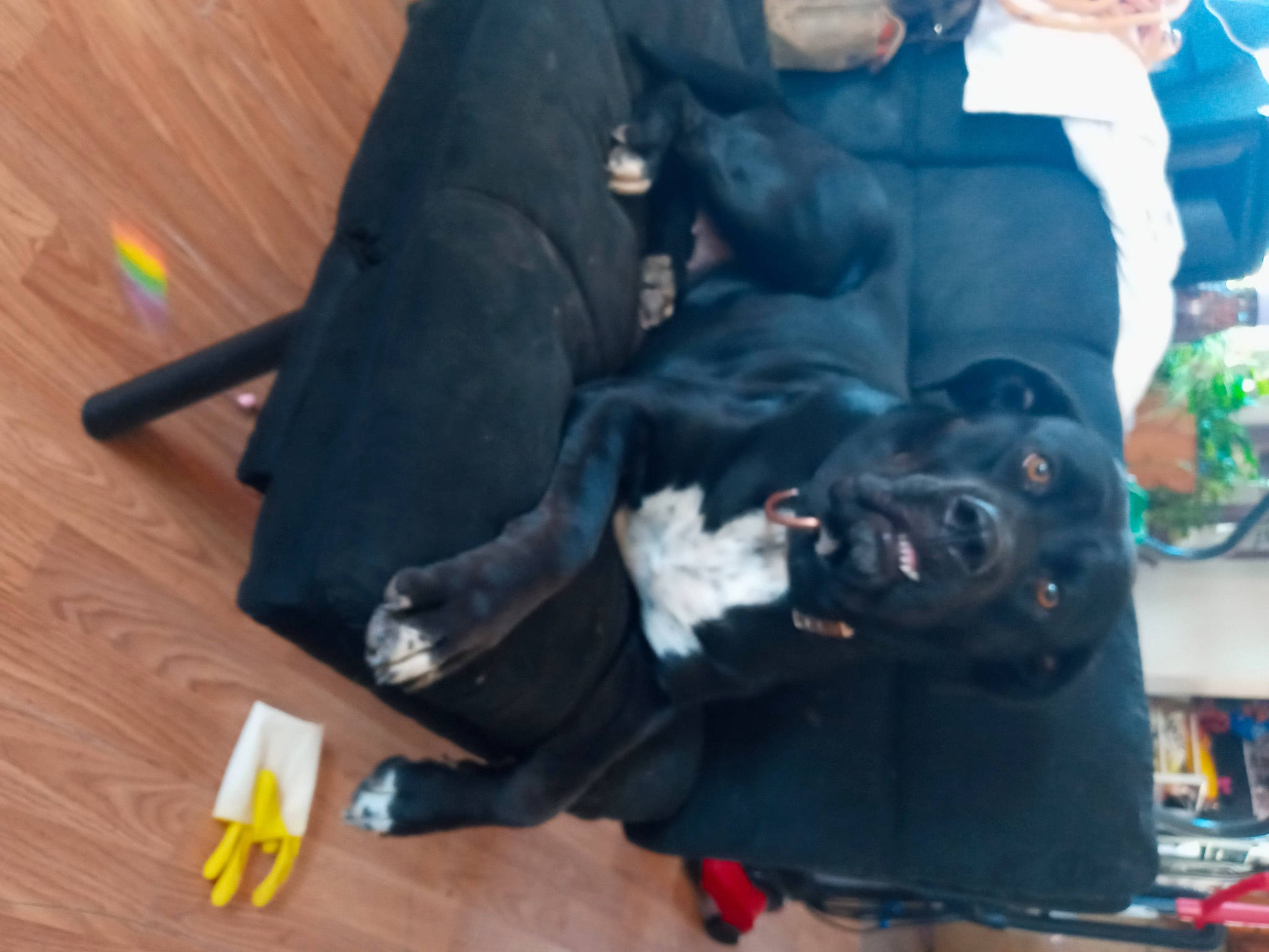 Midnight joined the competition — help win amazing prizes! canidae, carnivore, comfort, companion_dog, dog, dog_breed, flooring, fun, fur, guard_dog, hardwood, laminate_flooring, personal_protective_equipment, sitting, sporting_group, tail, varnish, wood, wood_flooring, wood_stain