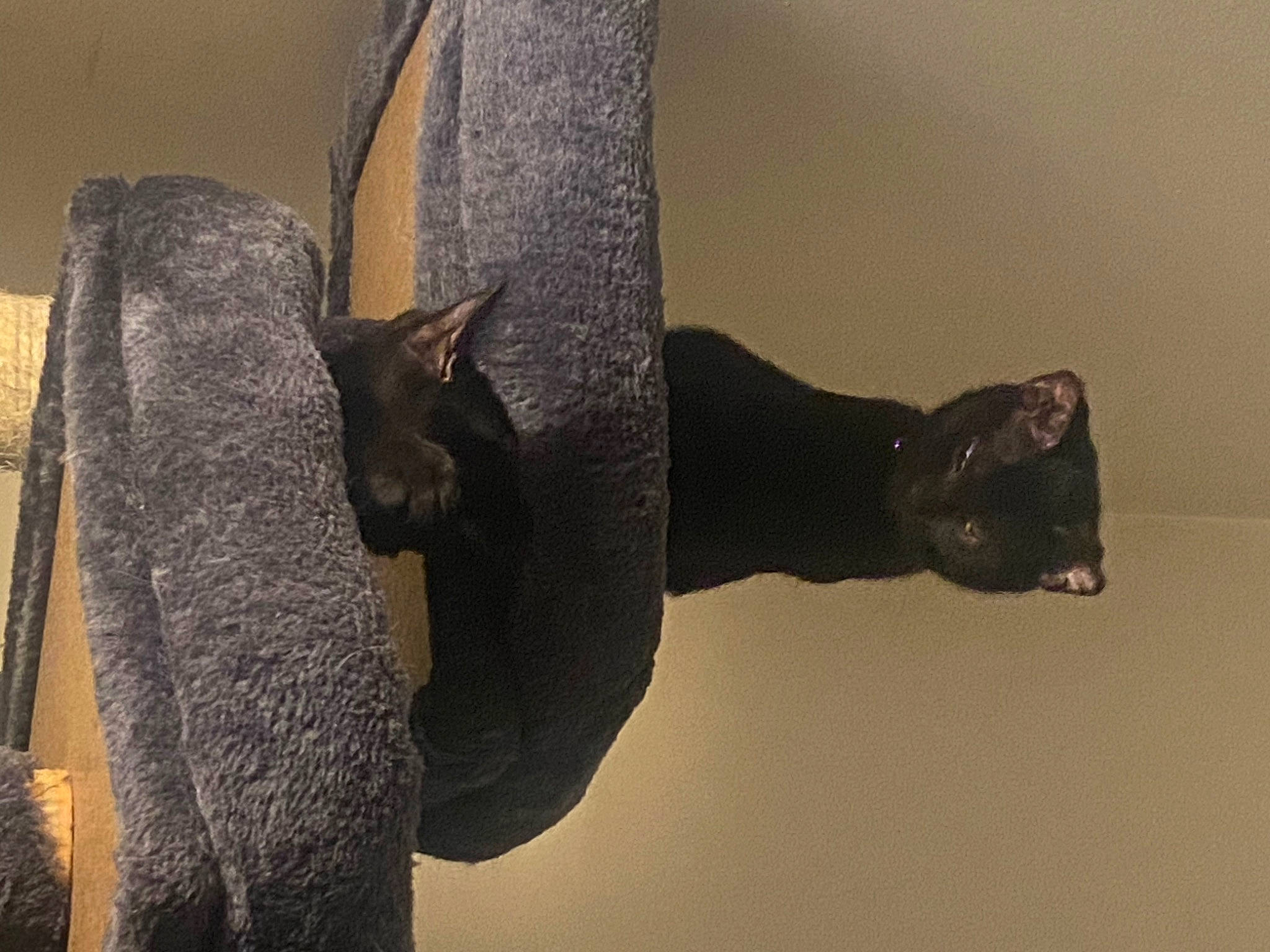 Betty is registered to the contest to win money with this photo: art, carnivore, cat, domestic_short_haired_cat, eye, felidae, fur, grey, head, mammal, metal, sculpture, small_to_medium_sized_cats, snout, tail, terrestrial_animal, vertebrate, whiskers, wildlife, wood