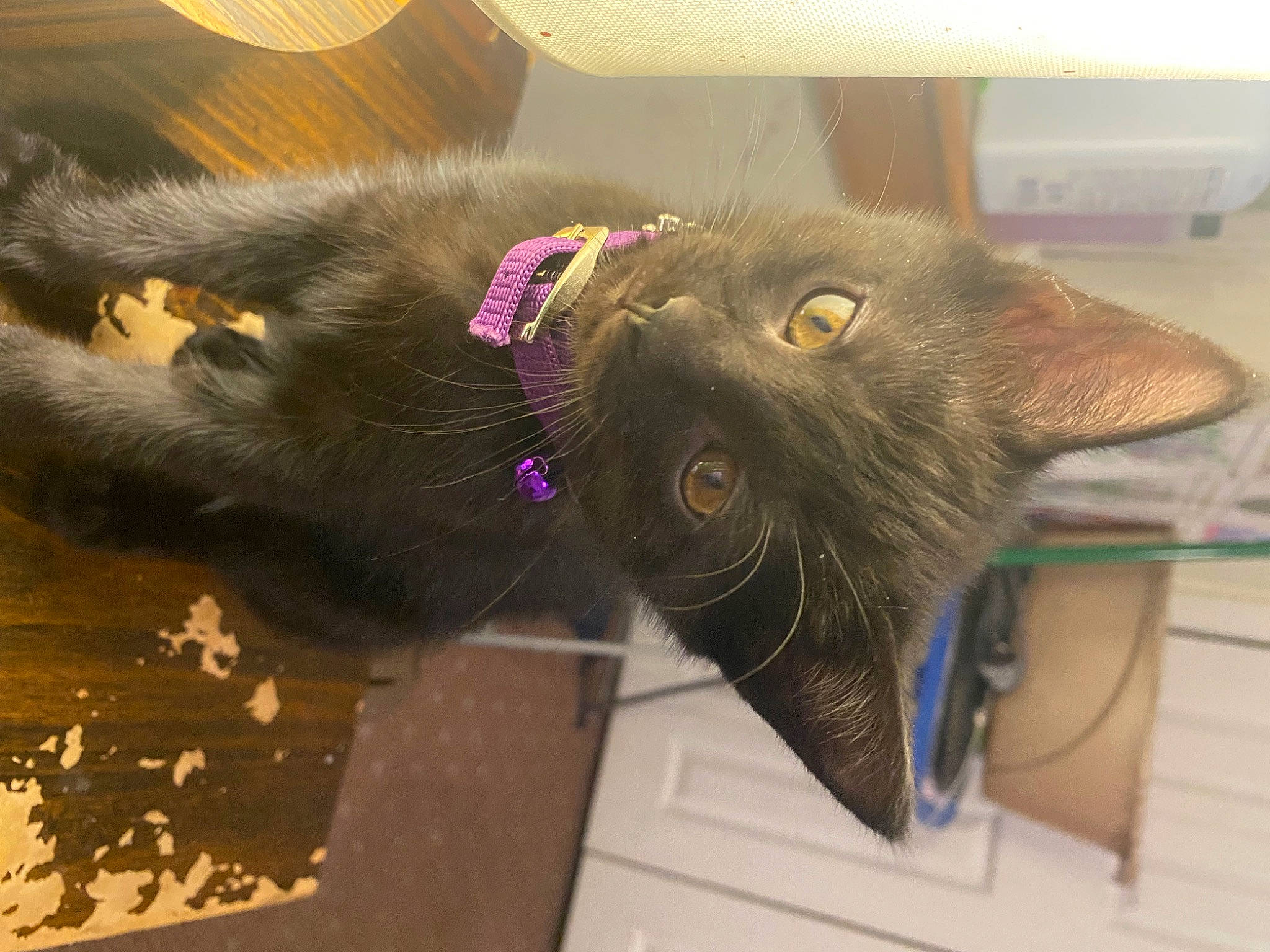 Betty joined the competition — help win amazing prizes! black_cat, bombay, carnivore, cat, claw, domestic_short_haired_cat, ear, felidae, fur, havana_brown, plant, small_to_medium_sized_cats, snout, tail, whiskers