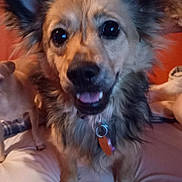 Bella joined the competition — help win amazing prizes! animal, bed, canine, close_up, collar, companion, cute, dog, domestic_animal, ears, friend, fur, furry, happy, house, indoor, mammal, pet, playful, tag