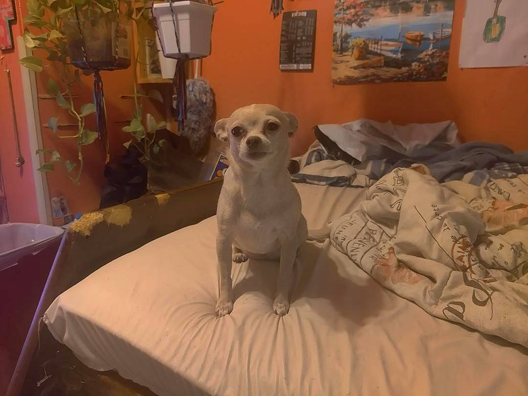 Sugar is registered to the contest to win money with this photo: bed, canidae, carnivore, chair, comfort, companion_dog, dog, dog_breed, fawn, flooring, houseplant, interior_design, linens, picture_frame, room, sporting_group, stuffed_toy, toy, wood, working_animal