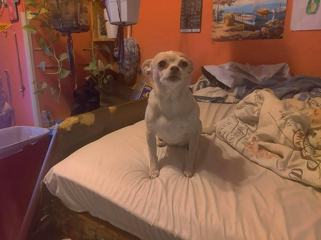 Sugar joined the competition — help win amazing prizes! bedding, carnivore, chair, comfort, companion_dog, dog, dog_breed, fawn, flooring, furniture, interior_design, linens, picture_frame, room, snout, sporting_group, toy, toy_dog, wood, working_animal