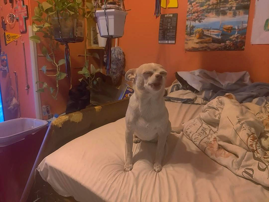 Sugar joined the competition — help win amazing prizes! art, carnivore, comfort, companion_dog, dog, dog_breed, fawn, floor, flooring, flowerpot, furniture, house, houseplant, interior_design, living_room, picture_frame, plant, stuffed_toy, toy, wood