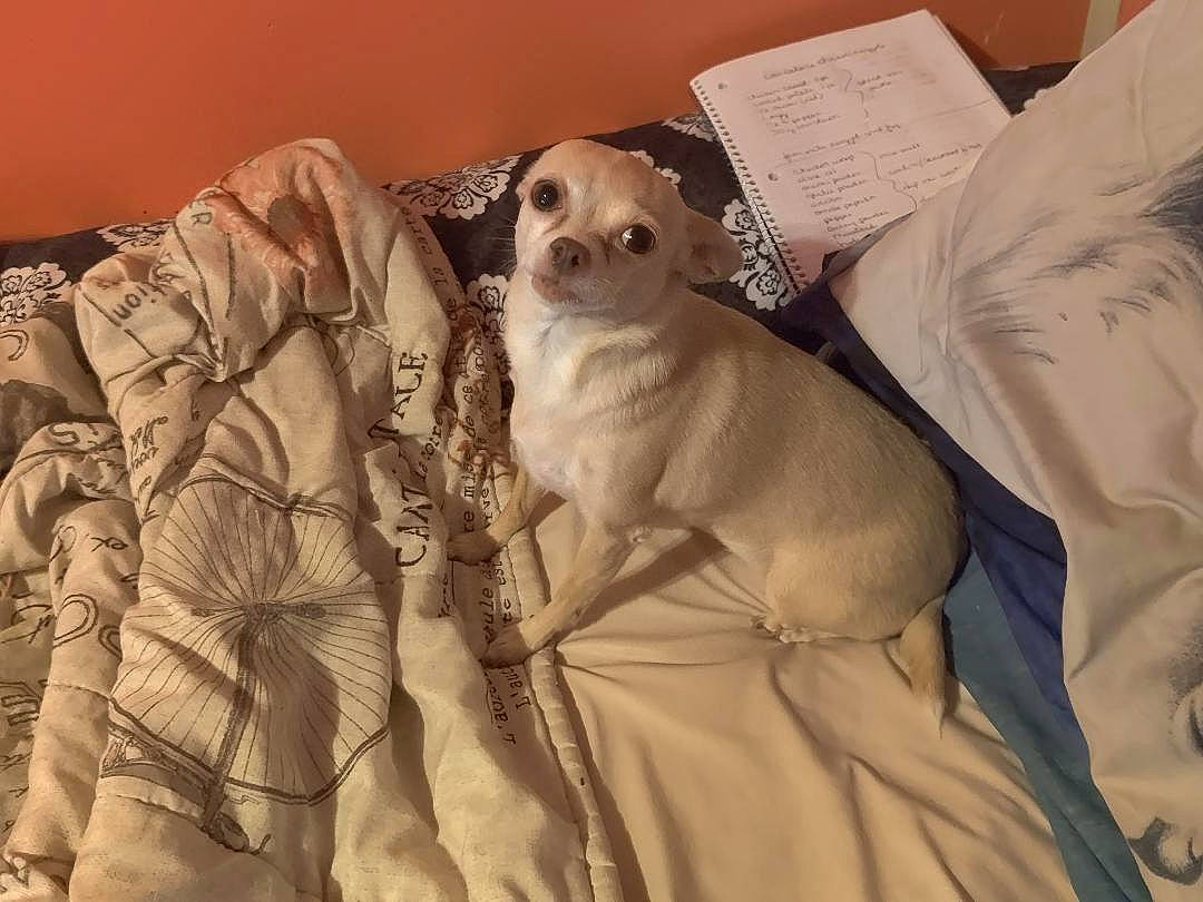 Sugar is registered to the contest to win money with this photo: bed, bedding, canidae, carnivore, comfort, companion_dog, couch, dog, dog_breed, dog_supply, fawn, fur, linens, sleeve, snout, sporting_group, terrestrial_animal, toy_dog, whiskers, working_animal