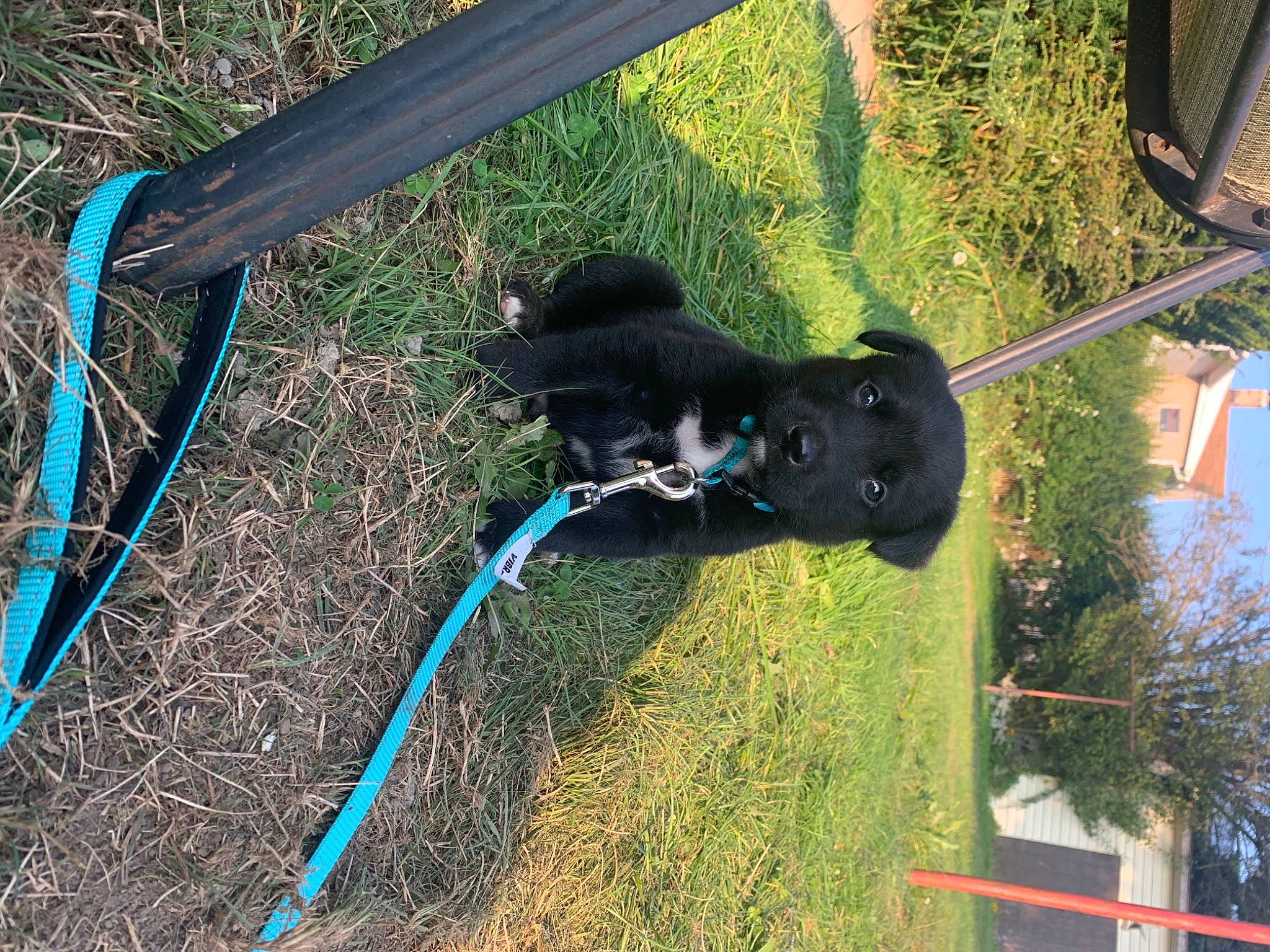 Finn is registered to the contest to win money with this photo: canidae, dog_breed, sporting_group