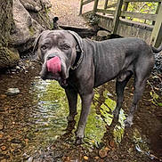 Rocky joined the competition — help win amazing prizes! dog, water, creek, bridge, forest, nature, outdoor, animal, tongue, gray_dog, path, rocks, paw, collar, canine, wood, tree, reflection, summer, daylight