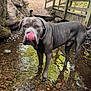 dog, water, creek, bridge, forest, nature, outdoor, animal, tongue, gray_dog, path, rocks, paw, collar, canine, wood, tree, reflection, summer, daylight