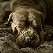 Rocky joined the competition — help win amazing prizes! dog, sleeping, close_up, wrinkled_face, cozy, blanket, indoor, pet, rest, canine, brown, fur, napping, relaxed, soft_lighting, portrait, cute, animal, comfort, peaceful