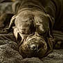 dog, sleeping, close_up, wrinkled_face, cozy, blanket, indoor, pet, rest, canine, brown, fur, napping, relaxed, soft_lighting, portrait, cute, animal, comfort, peaceful