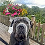 Rocky is registered to the contest to win money with this photo: dog, gray_dog, leash, collar, wooden_deck, flowers, flower_pot, pink_flowers, yellow_flowers, greenery, outdoor, pet, canine, fence, nature, garden, animal, portrait, daylight, closeup