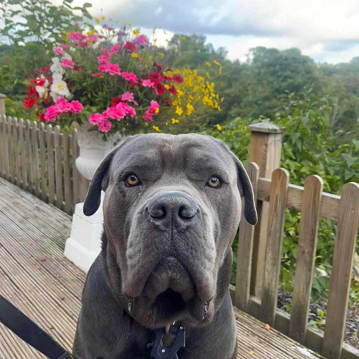 Rocky is registered to the contest to win money with this photo: animal, canine, closeup, collar, daylight, dog, fence, flower_pot, flowers, garden, gray_dog, greenery, leash, nature, outdoor, pet, pink_flowers, portrait, wooden_deck, yellow_flowers