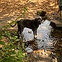 Rocky joined the competition — help win amazing prizes! dog, water, creek, nature, outdoor, rocks, plants, person, walking, sunlight, shadow, greenery, mud, animal, canine, wet, forest, stream, leaves, summer