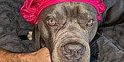 Rocky is registered to the contest to win money with this photo: dog, pet, pink_bonnet, gray_blanket, indoor, closeup, canine, fur, animal, portrait, human_hand, cozy, relaxed, bedroom, domestic, muzzle, ears, eyes, resting, companion