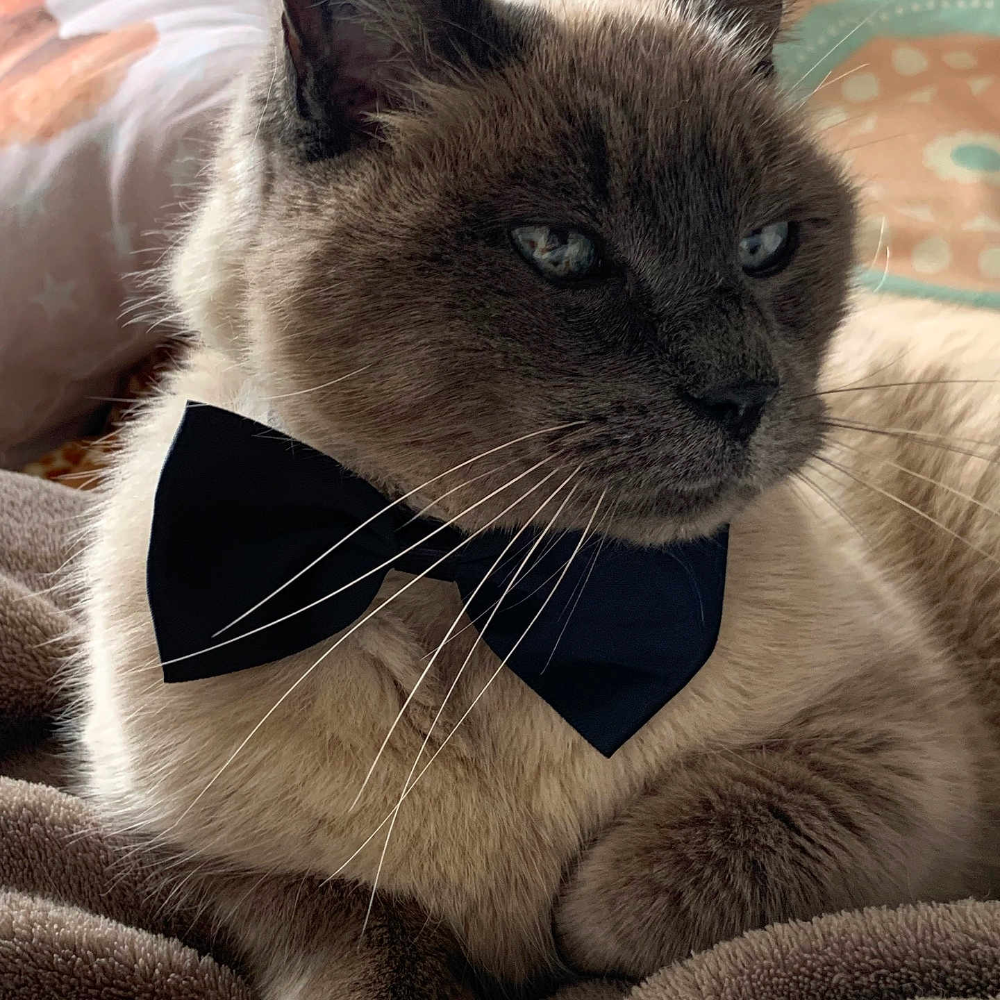 Cookie a rejoint le concours — aidez-le/la à gagner de superbes lots ! animal, blanket, bow_tie, cat, close_up, cozy, cute, domestic, ears, feline, fur, indoor, paw, pet, portrait, relaxed, resting, sleepy, soft, whiskers