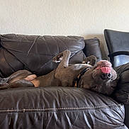 Heman is registered to the contest to win money with this photo: animal, architecture, building, bulldog, canine, couch, cushion, dog, furniture, greatdane, homedecor, indoors, interiordesign, livingroom, person, pet, pitbull, puppy, room, sleeping