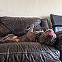 animal, architecture, building, bulldog, canine, couch, cushion, dog, furniture, greatdane, homedecor, indoors, interiordesign, livingroom, person, pet, pitbull, puppy, room, sleeping
