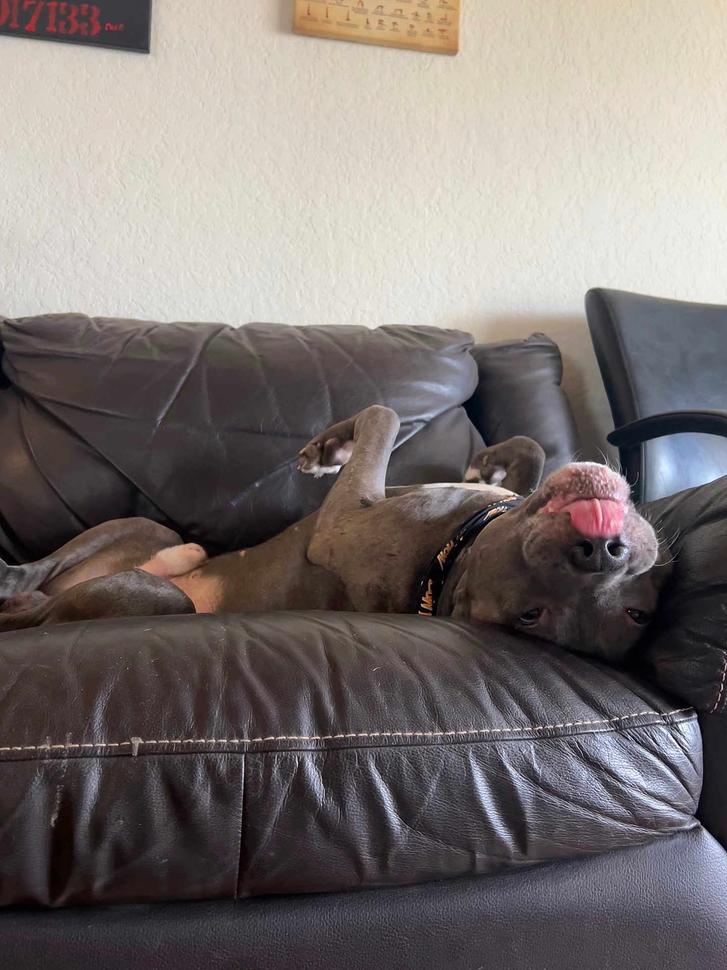 Heman is registered to the contest to win money with this photo: animal, architecture, building, bulldog, canine, couch, cushion, dog, furniture, greatdane, homedecor, indoors, interiordesign, livingroom, person, pet, pitbull, puppy, room, sleeping