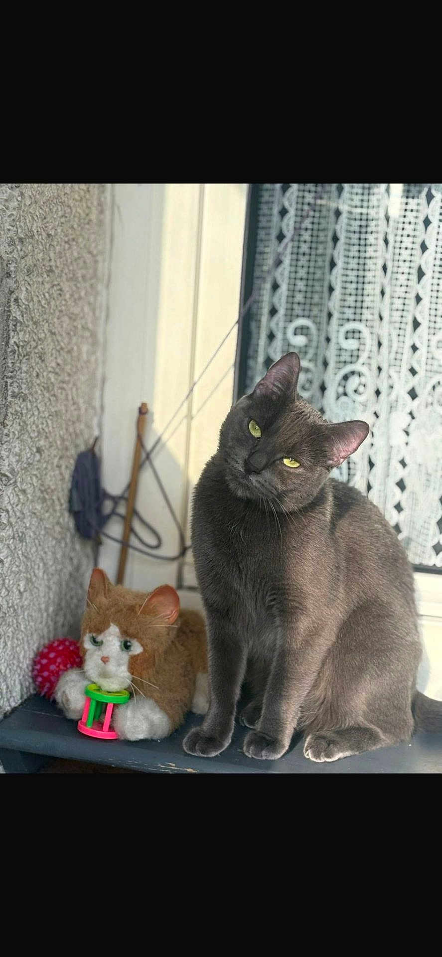 Youyou participe au concours pour gagner de l'argent avec cette photo : cat, plush_toy, gray_cat, toy, indoor, curious, sitting, feline, pet, rattle, decor, lace_curtain, texture, window, animal, domestic, face, ears, whiskers, closeup