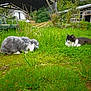 animal, bench, cat, daylight, flora, furry, garden, grass, greenery, mammal, nature, outdoor, pathway, peaceful, pet, plants, rabbit, relaxing, shed, wildlife