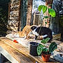 animal, black_and_white_cat, cat, cats, curious, garden, greenery, log_cabin, nature, orange_cat, outdoor, pet, plant, playful, potted_plant, rustic, sunlight, tree, wood, wooden_surface