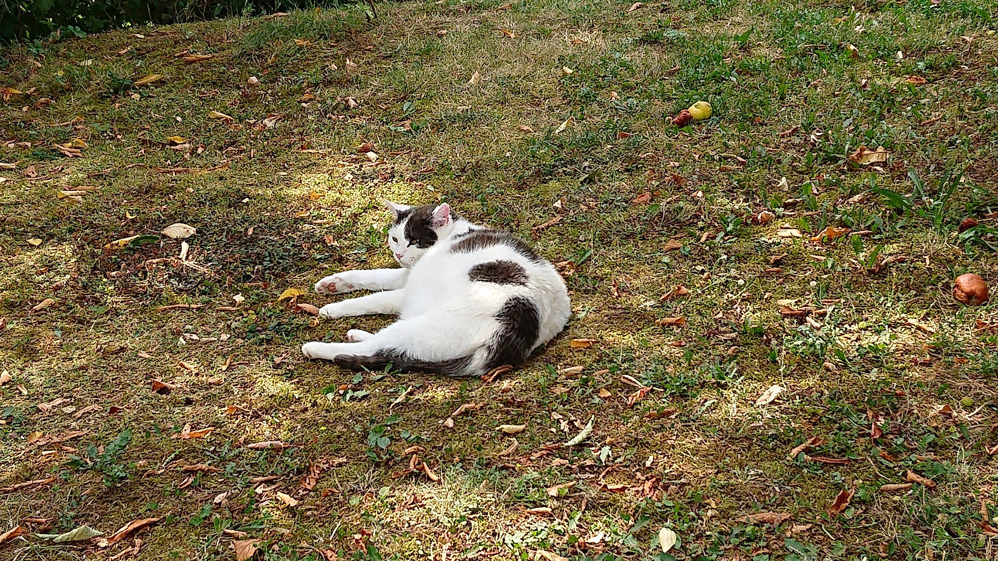 Lili a rejoint le concours — aidez-le/la à gagner de superbes lots ! canidae, carnivore, companion_dog, danish_swedish_farmdog, dog, dog_breed, grass, sporting_group, tail