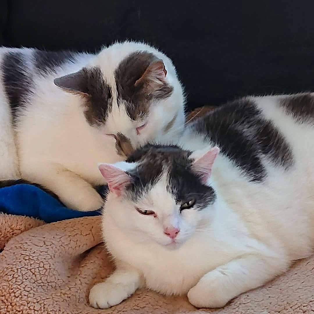 Lili a rejoint le concours — aidez-le/la à gagner de superbes lots ! aegean_cat, american_wirehair, carnivore, cat, domestic_short_haired_cat, ear, european_shorthair, eye, felidae, fur, japanese_bobtail, kitten, mammal, polydactyl_cat, skin, small_to_medium_sized_cats, vertebrate, whiskers