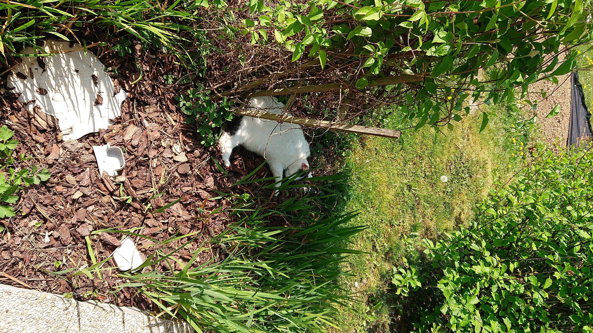 Lili a rejoint le concours — aidez-le/la à gagner de superbes lots ! grass, grass_family, plant