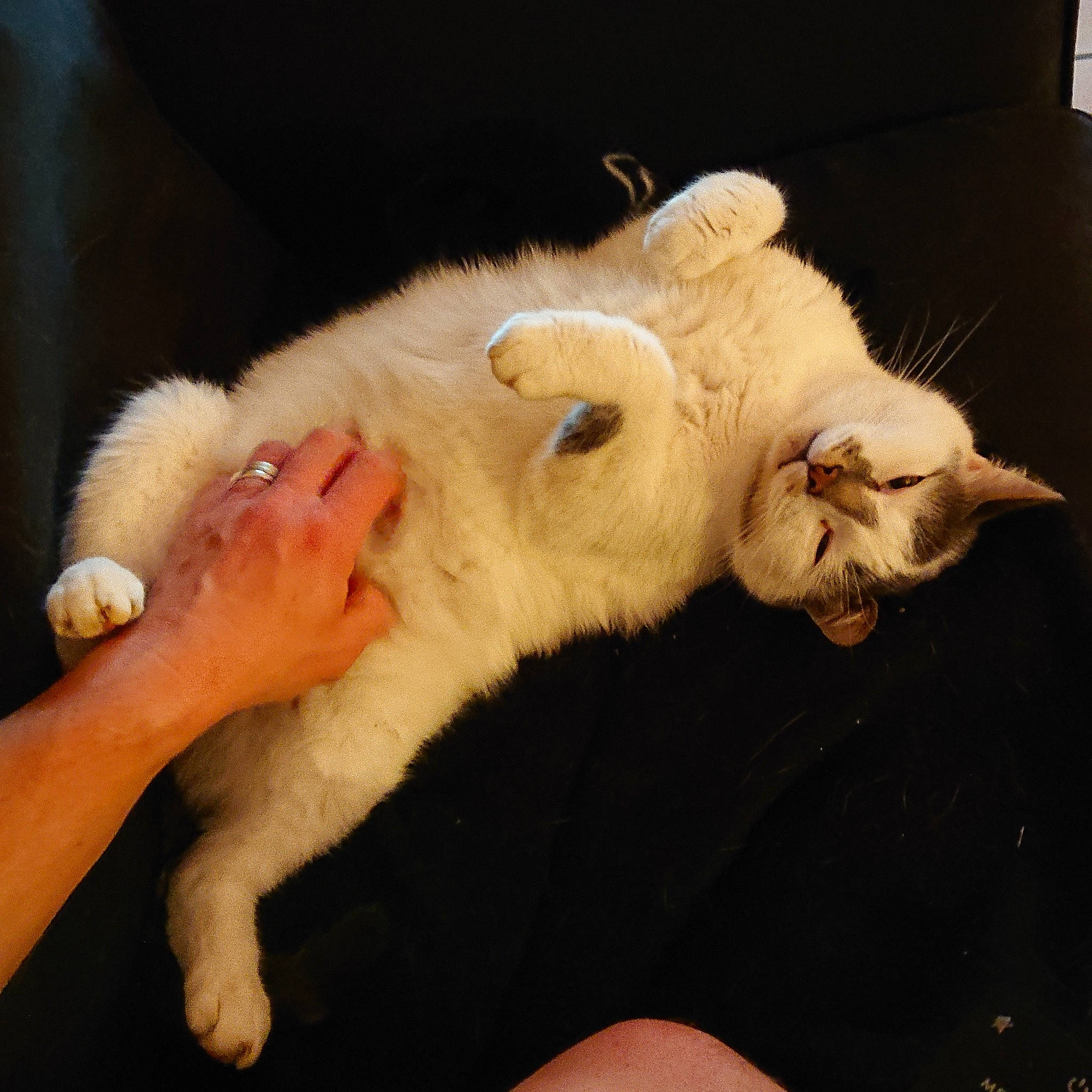 Lilou participe au concours pour gagner de l'argent avec cette photo : american_curl, asian, burmilla, carnivore, cat, claw, fawn, felidae, fur, paw, sleep, small_to_medium_sized_cats, tail, turkish_van, whiskers