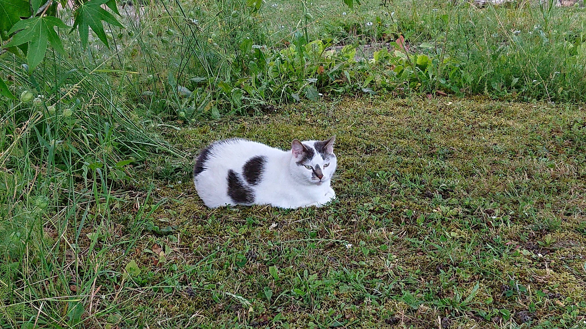 Lilou a rejoint le concours — aidez-le/la à gagner de superbes lots ! carnivore, cat, domestic_short_haired_cat, felidae, grass, grass_family, plant, small_to_medium_sized_cats, tail