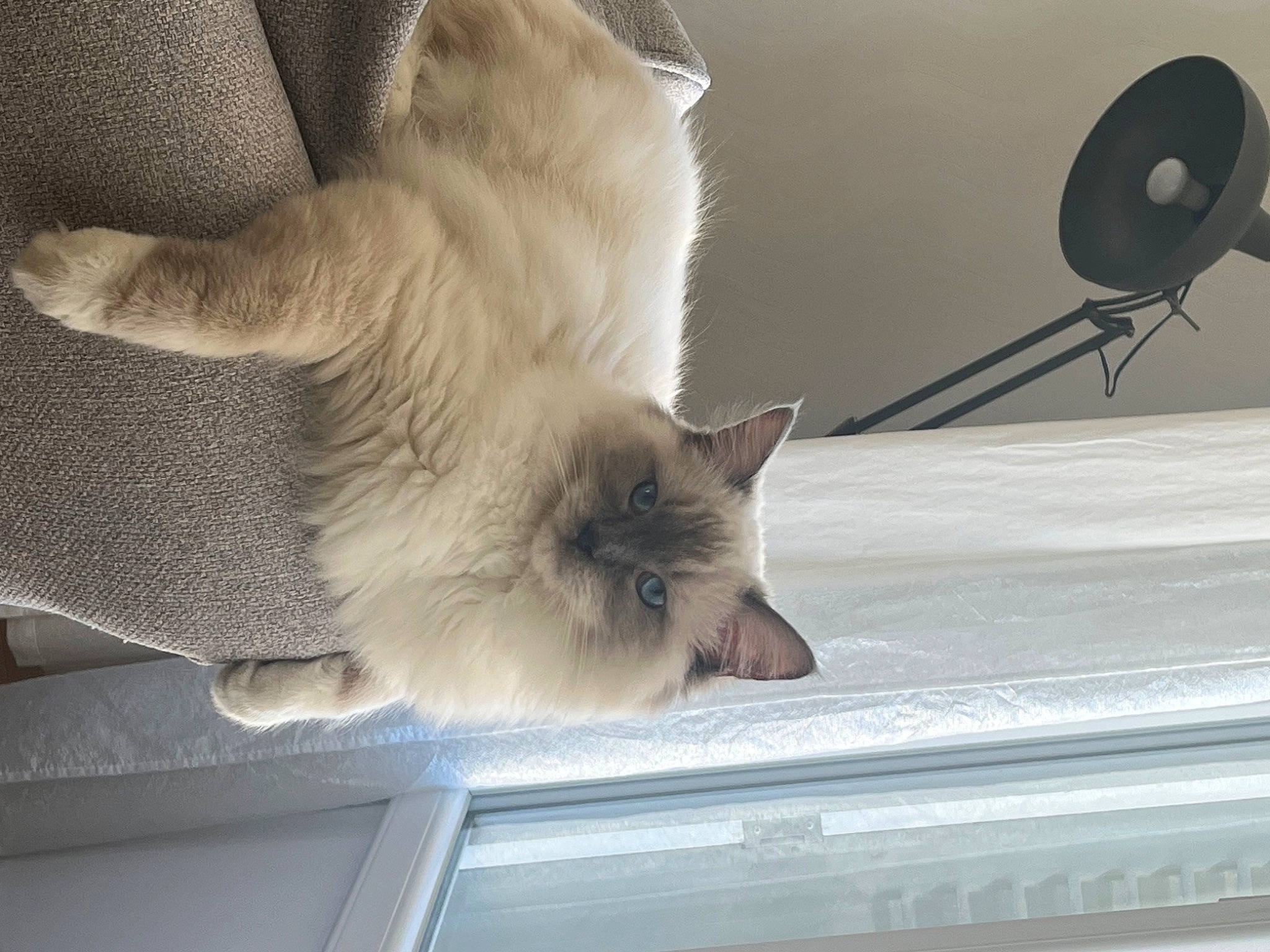 Titus participe au concours pour gagner de l'argent avec cette photo : balinese, birman, carnivore, cat, claw, comfort, fawn, felidae, fur, linens, paw, plant, ragdoll, siamese, small_to_medium_sized_cats, snout, tail, whiskers, window