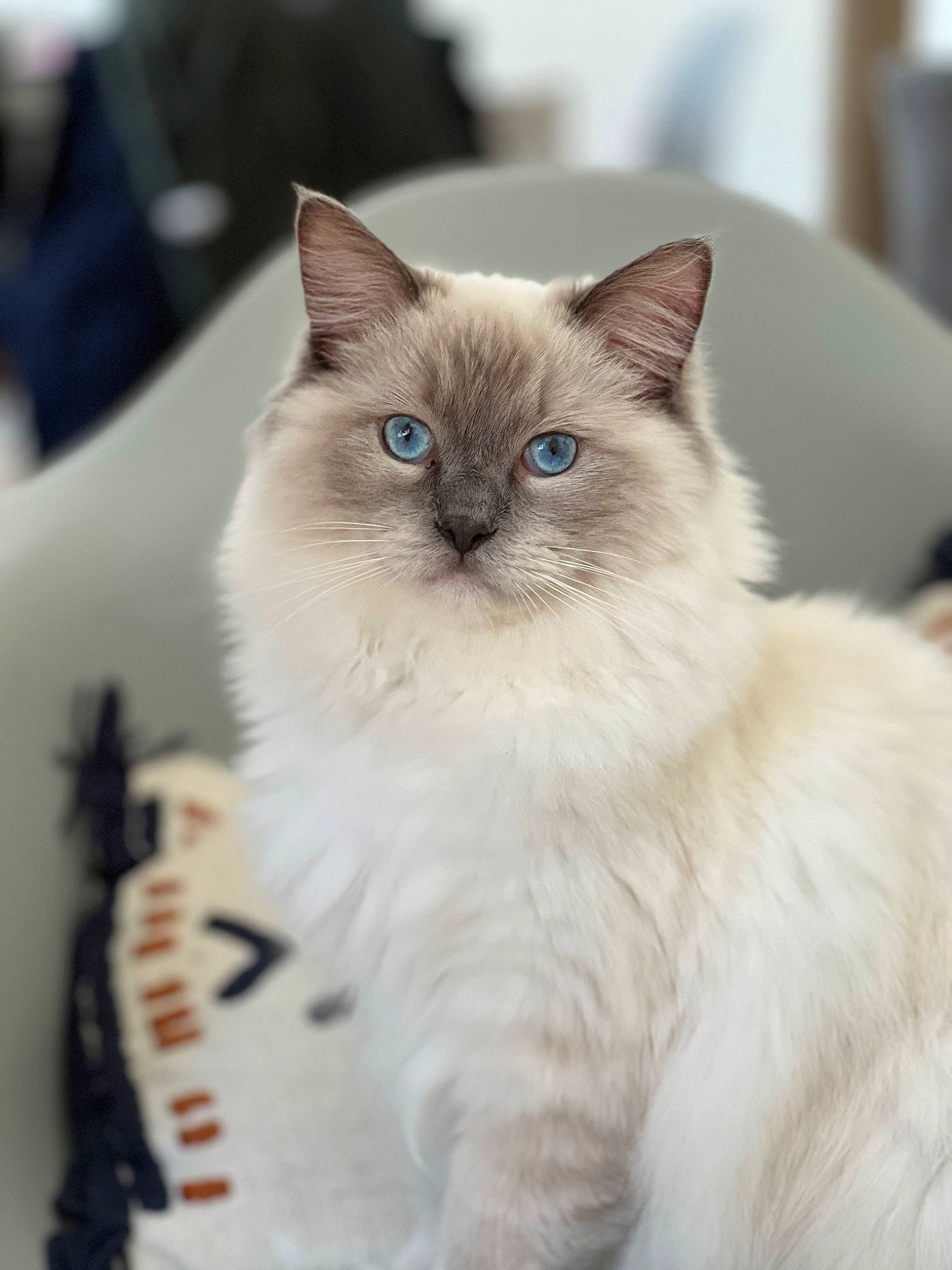 Titus a rejoint le concours — aidez-le/la à gagner de superbes lots ! birman, carnivore, cat, fawn, felidae, fur, iris, paw, ragdoll, small_to_medium_sized_cats, snout, tail, terrestrial_animal, whiskers