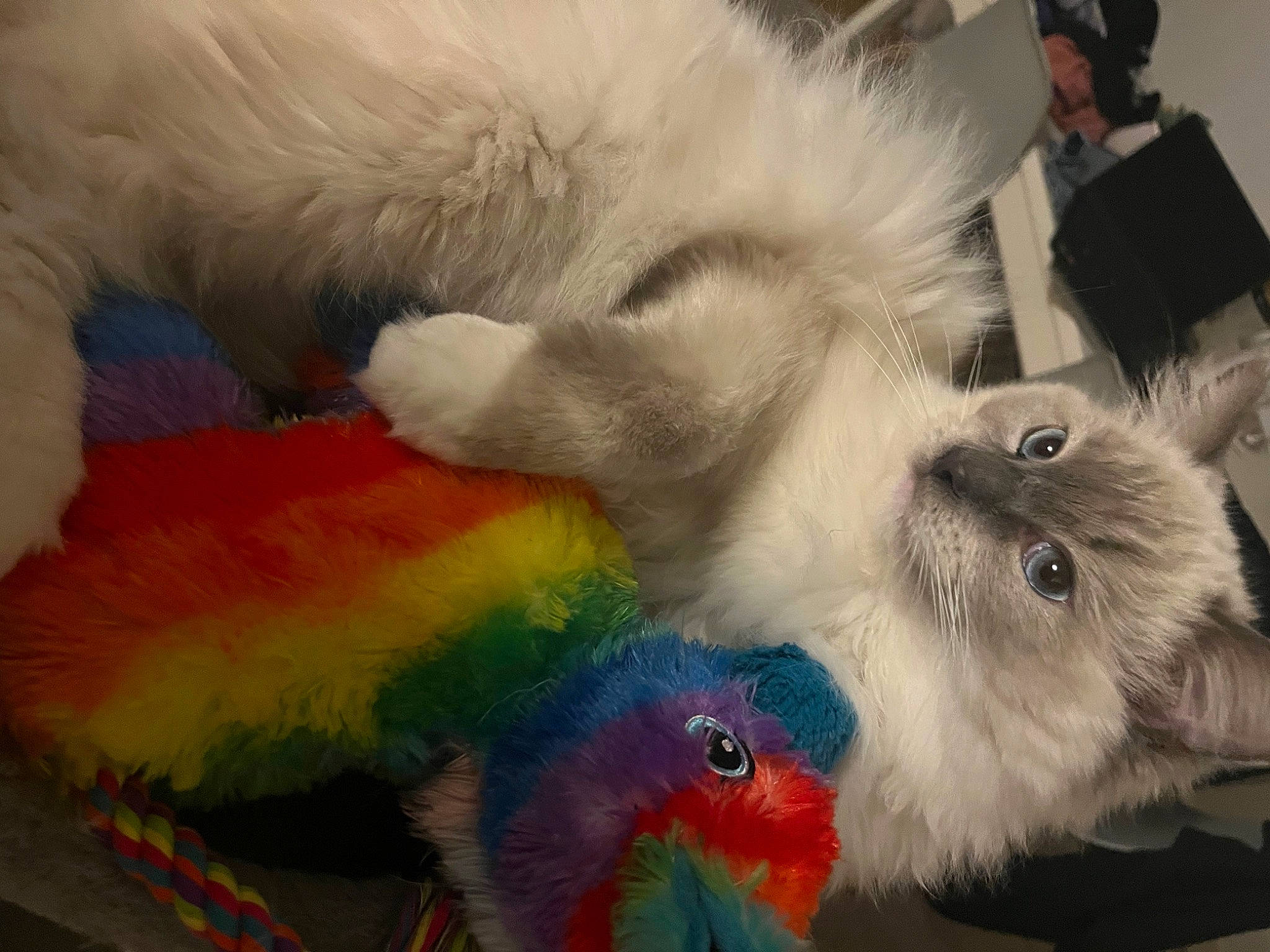 Titus a rejoint le concours — aidez-le/la à gagner de superbes lots ! art, claw, companion_dog, feather, felidae, fur, natural_material, painting, parrot, paw, plush, small_to_medium_sized_cats, stuffed_toy, tail, visual_arts, whiskers, wing, wool