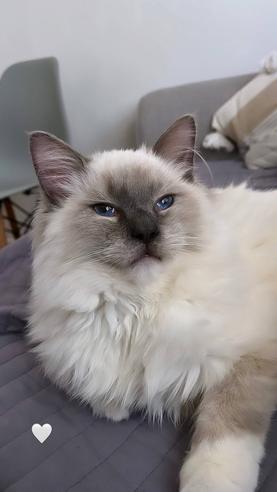 Titus a rejoint le concours — aidez-le/la à gagner de superbes lots ! balinese, birman, carnivore, cat, claw, fawn, felidae, flooring, fur, paw, ragdoll, siamese, small_to_medium_sized_cats, snout, tail, thai, tonkinese, whiskers