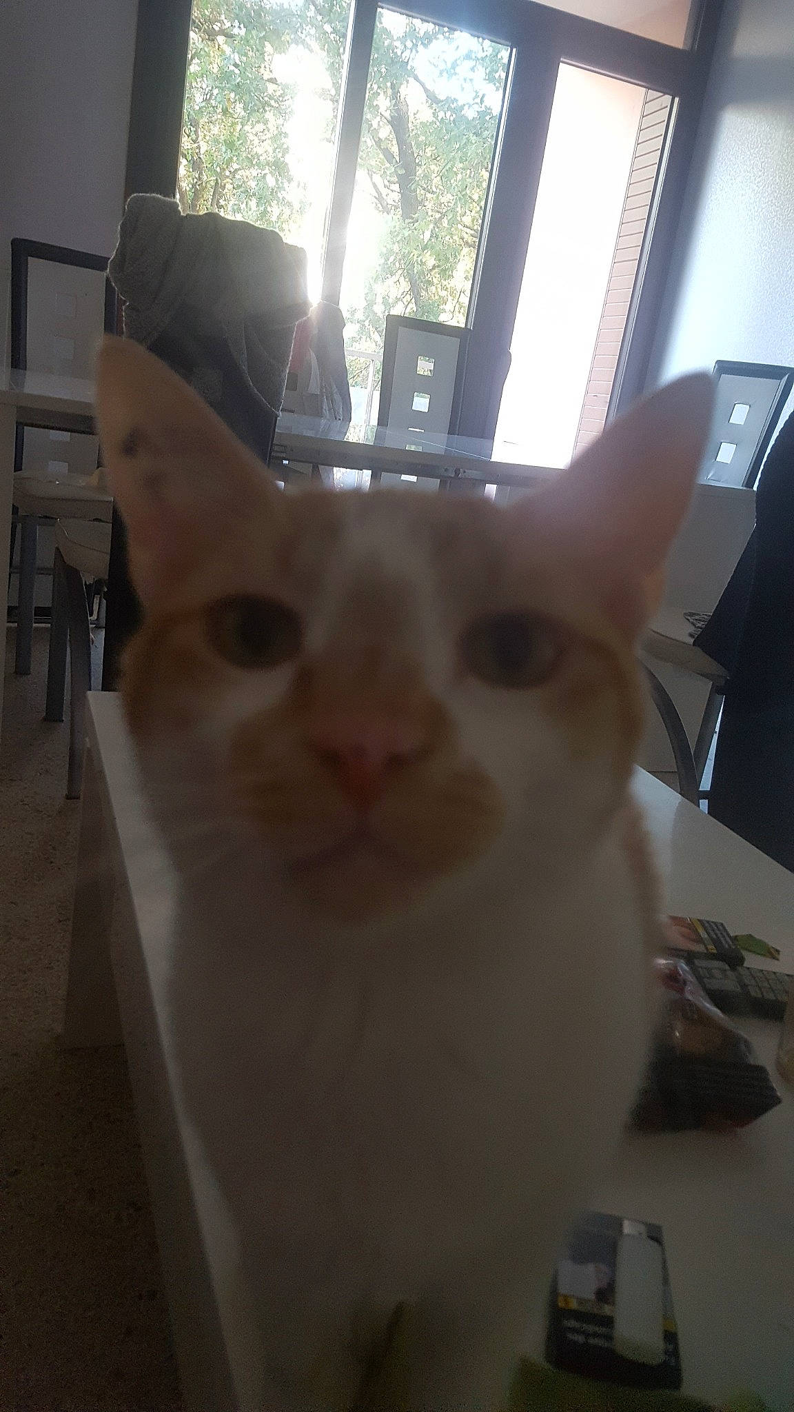 Maho participe au concours pour gagner de l'argent avec cette photo : asian, burmilla, carnivore, cat, domestic_short_haired_cat, eye, fawn, felidae, head, khao_manee, small_to_medium_sized_cats, whiskers