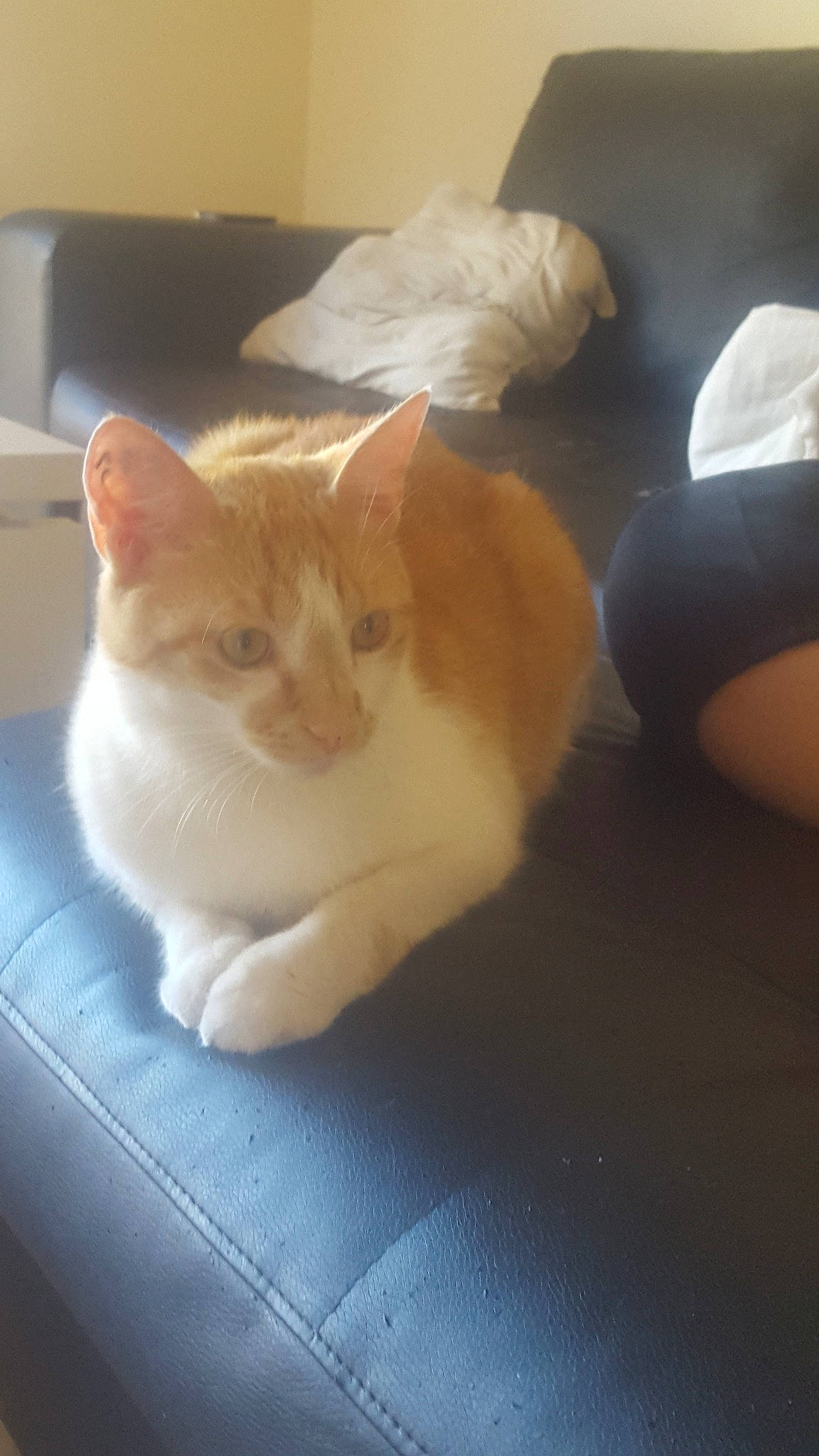 Maho participe au concours pour gagner de l'argent avec cette photo : carnivore, cat, european_shorthair, fawn, felidae, fur, kitten, polydactyl_cat, small_to_medium_sized_cats, tail, turkish_van, whiskers