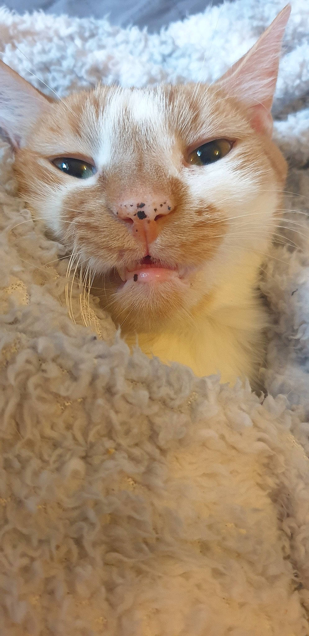 Maho a rejoint le concours — aidez-le/la à gagner de superbes lots ! carnivore, cat, close_up, eye, fawn, felidae, fur, german_rex, kitten, mammal, nose, selkirk_rex, small_to_medium_sized_cats, snout, turkish_van, whiskers