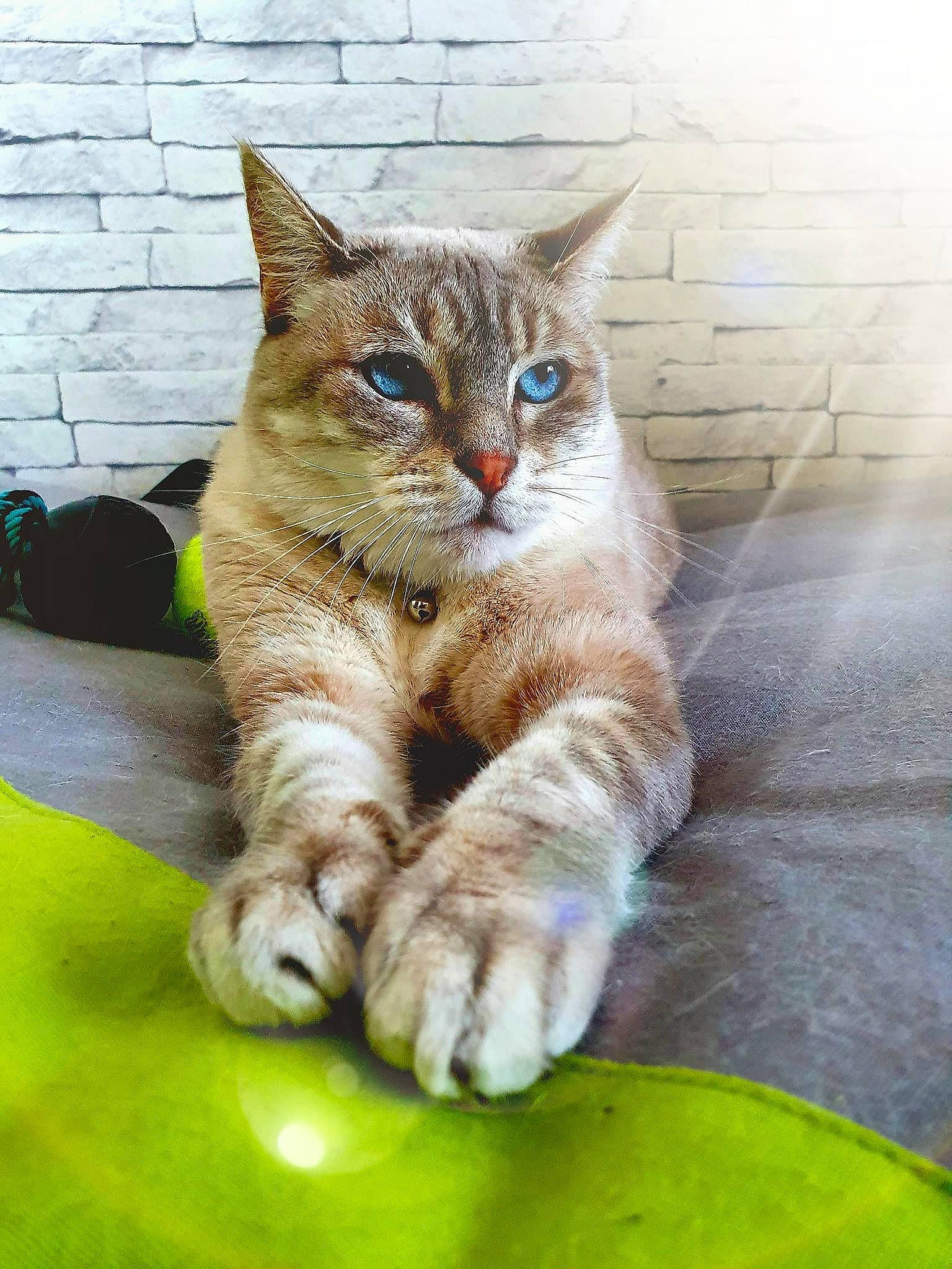 Câline participe au concours pour gagner de l'argent avec cette photo : bag, carnivore, cat, claw, domestic_short_haired_cat, fawn, felidae, foot, fur, gesture, grass, luggage_and_bags, paw, sitting, small_to_medium_sized_cats, snout, tail, terrestrial_animal, whiskers, wildlife