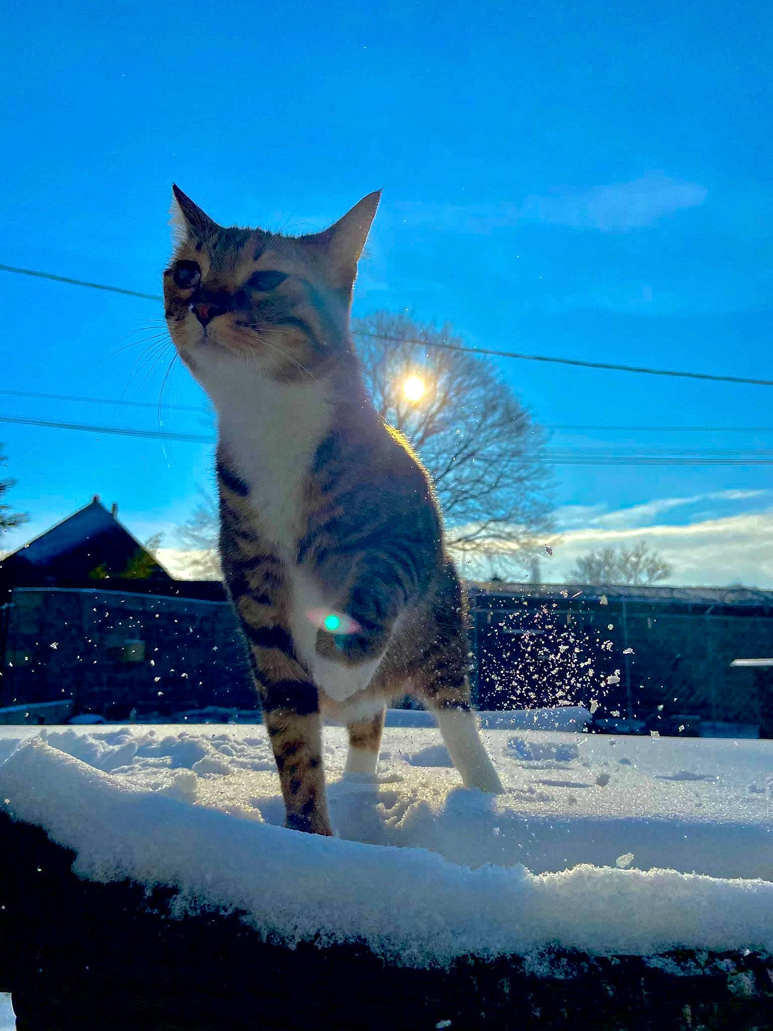 Câline participe au concours pour gagner de l'argent avec cette photo : blue, carnivore, cat, domestic_short_haired_cat, electric_blue, fawn, felidae, freezing, fur, precipitation, sky, small_to_medium_sized_cats, snout, snow, tail, tree, water, whiskers, window, winter