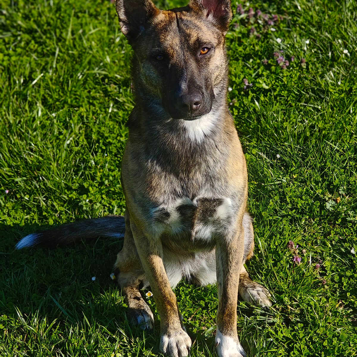 Maizy a rejoint le concours — aidez-le/la à gagner de superbes lots ! accessories, animal, canine, dog, field, germanshepherd, grass, grassland, hound, husky, lawn, leash, nature, outdoors, pet, plant, policedog, puppy, strap, yard