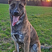 Maizy participe au concours pour gagner de l'argent avec cette photo : animal, bodypart, canine, dog, field, germanshepherd, grass, grassland, husky, lawn, mouth, nature, outdoors, park, person, pet, plant, puppy, sky, tree
