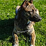Maizy participe au concours pour gagner de l'argent avec cette photo : animal, ball, canine, dog, field, football, germanshepherd, grass, grassland, green, hound, husky, lawn, nature, outdoors, pet, plant, policedog, puppy, soccer