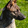 Maizy participe au concours pour gagner de l'argent avec cette photo : animal, canine, coyote, dog, fox, germanshepherd, hound, husky, pet, policedog, puppy, snout