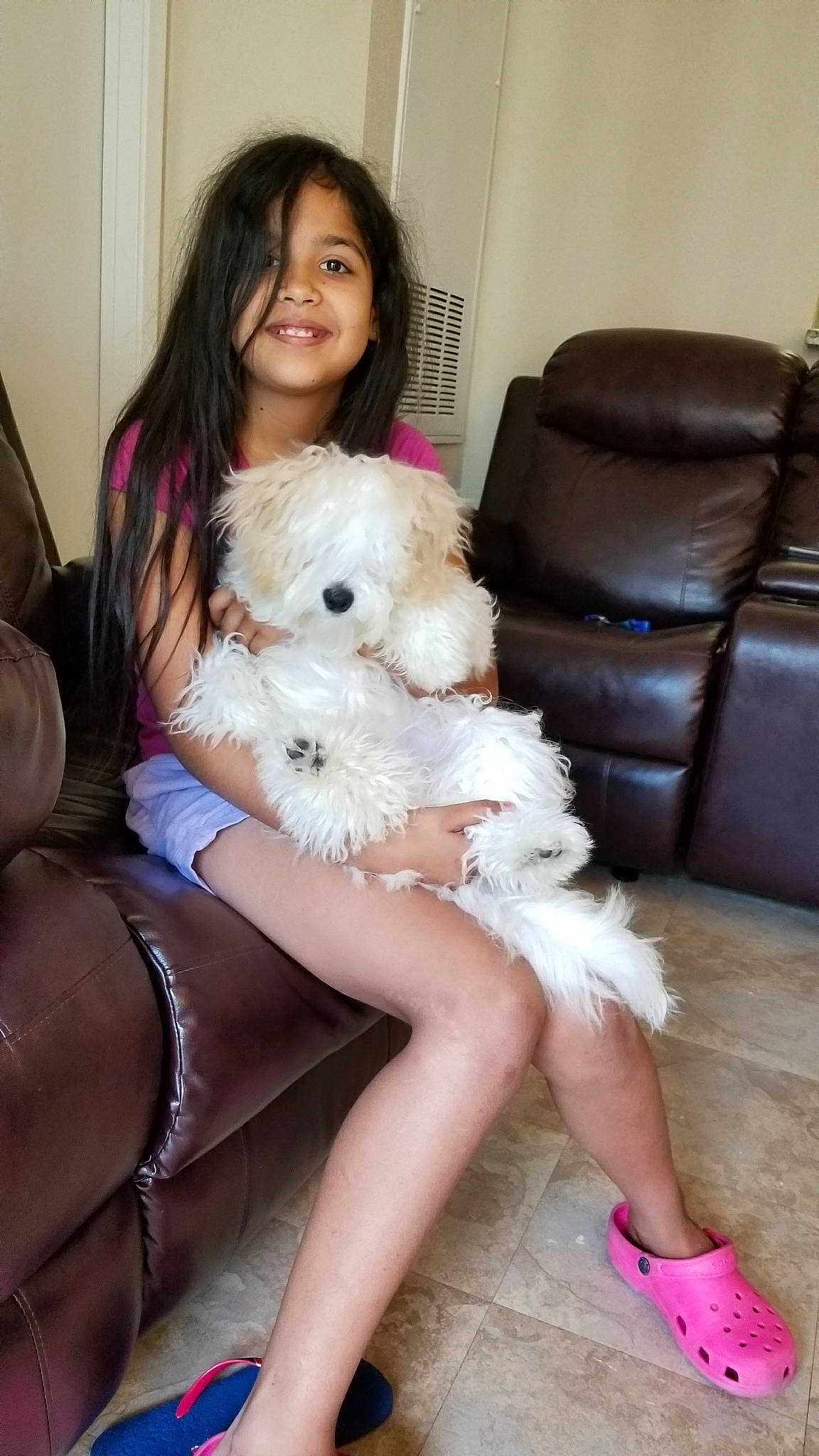 Mr Chipotle joined the competition — help win amazing prizes! bichon, bolognese, bolonka, canidae, carnivore, cavachon, companion_dog, coton_de_tulear, dog, dog_breed, leg, maltepoo, maltese, mammal, non_sporting_group, puppy_love, schnoodle, shih_tzu, thigh, toy_dog