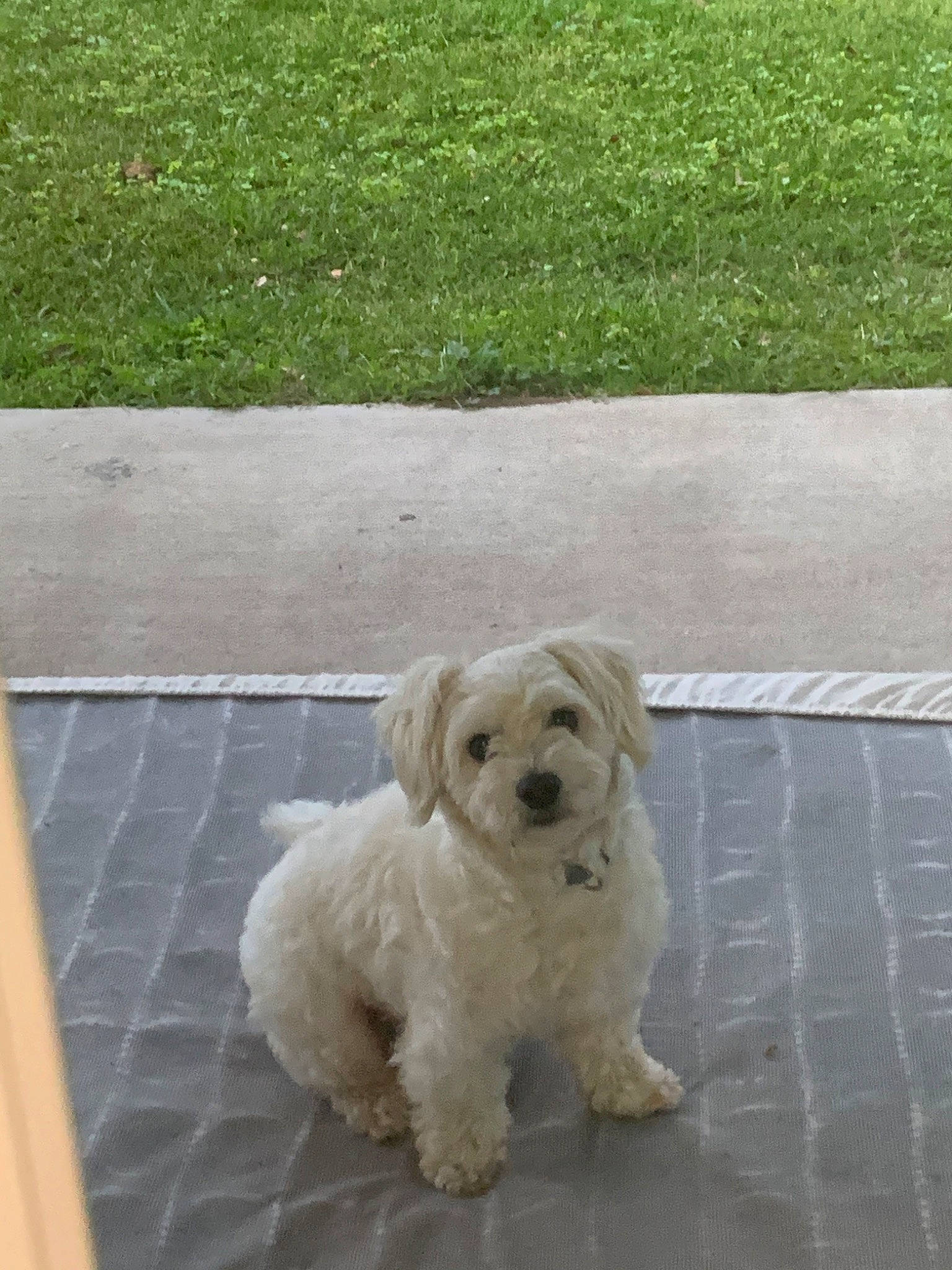 Mr Chipotle is registered to the contest to win money with this photo: canidae, carnivore, cavachon, cockapoo, companion_dog, dog, dog_breed, golden_retriever, goldendoodle, grass, havanese, maltese, mammal, poodle_crossbreed, puppy, rare_breed_dog, schnoodle, sporting_group, toy_dog, vertebrate