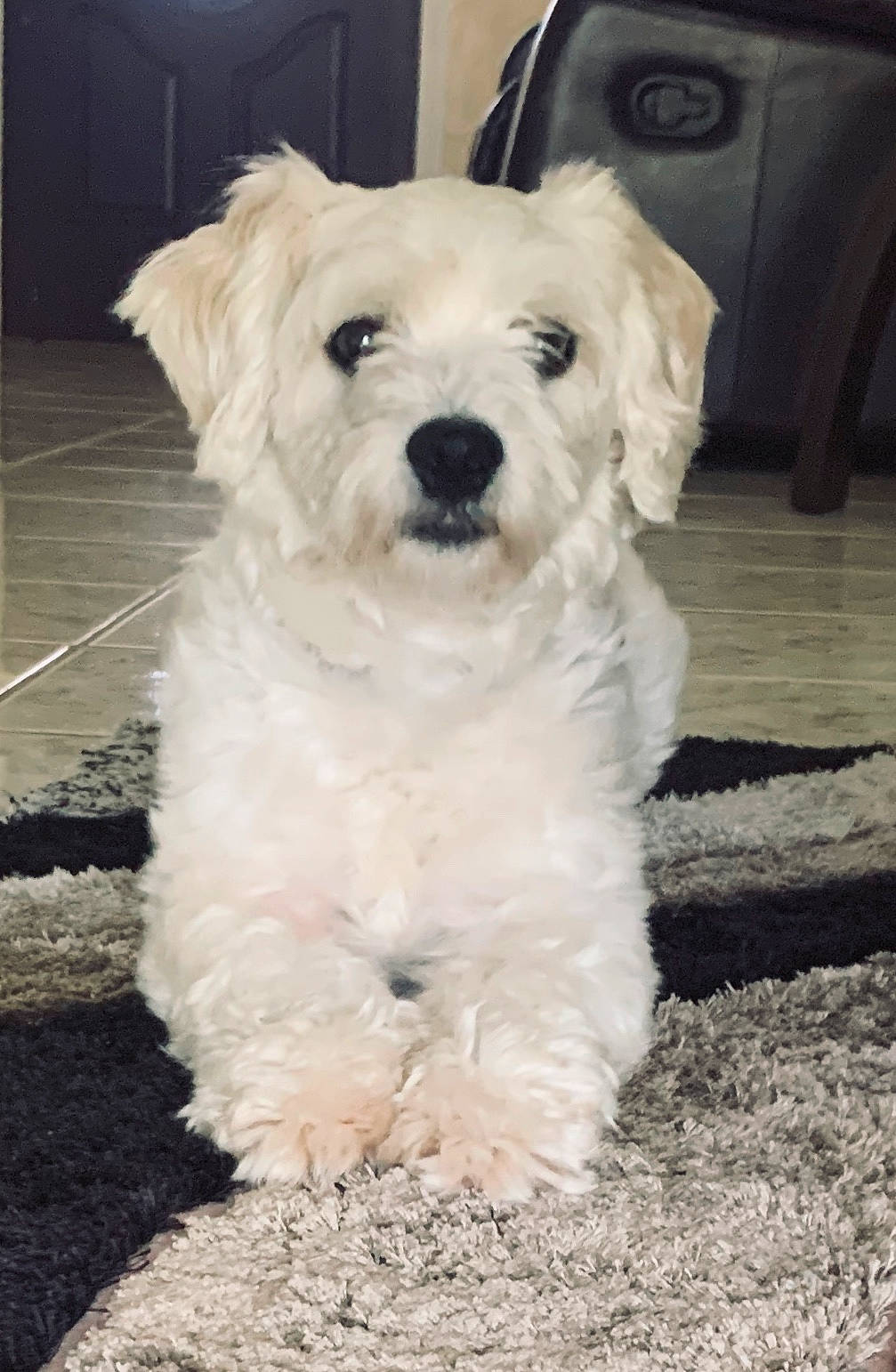 Mr Chipotle joined the competition — help win amazing prizes! bichon, bolognese, bolonka, canidae, carnivore, companion_dog, dog, dog_breed, havanese, maltepoo, maltese, mammal, morkie, poodle_crossbreed, puppy, schnoodle, sporting_lucas_terrier, toy_poodle, vertebrate, west_highland_white_terrier