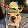 Walter joined the competition — help win amazing prizes! dog, bulldog, white_dog, sombrero, hat, pet, animal, close_up, portrait, indoor, cute, expression, sitting, face, ears, fur, nose, whiskers, eyes, home